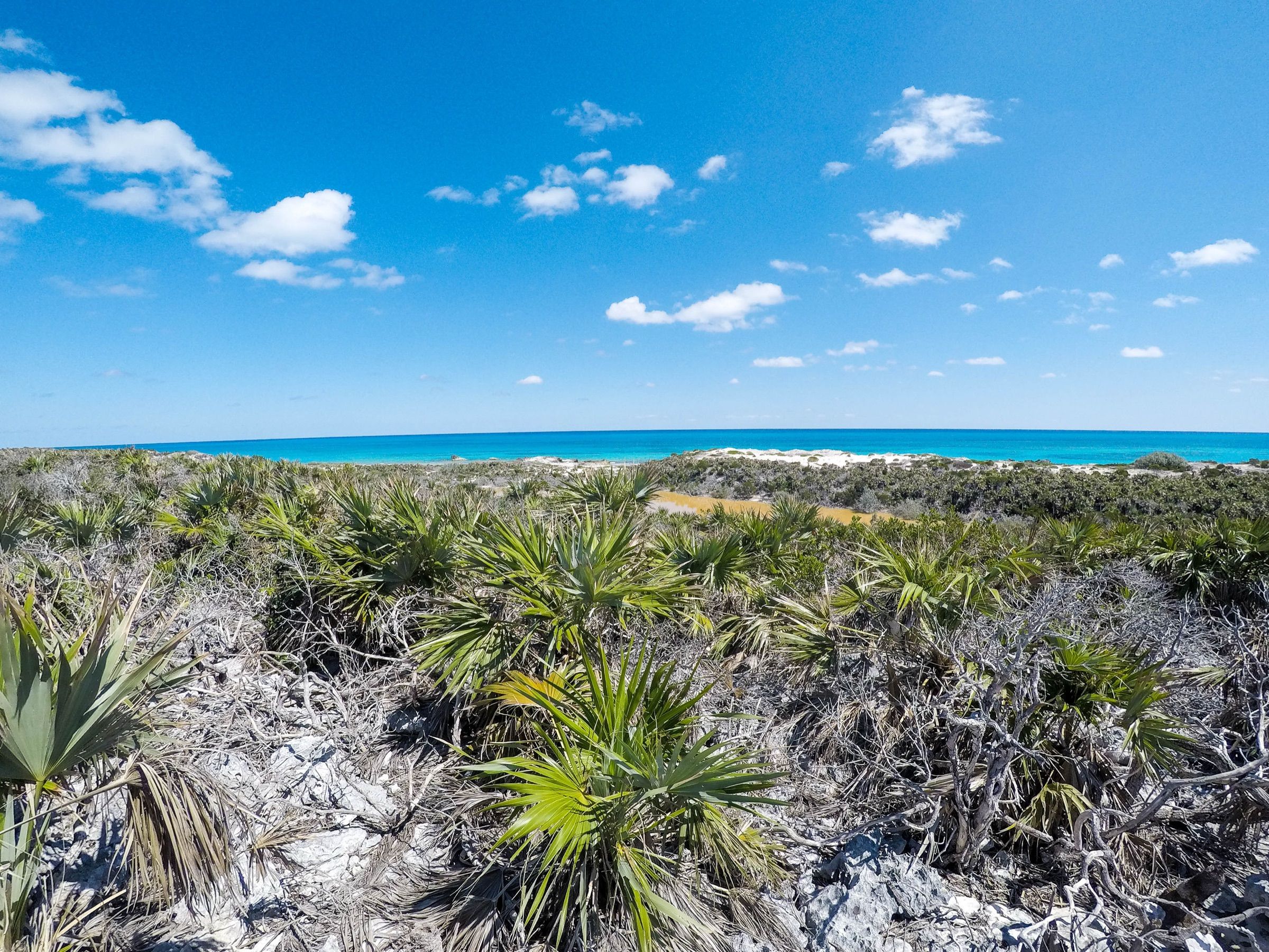Silver palms and coastal scrub above a turquoise sea in Exuma Cays Land and Sea Park