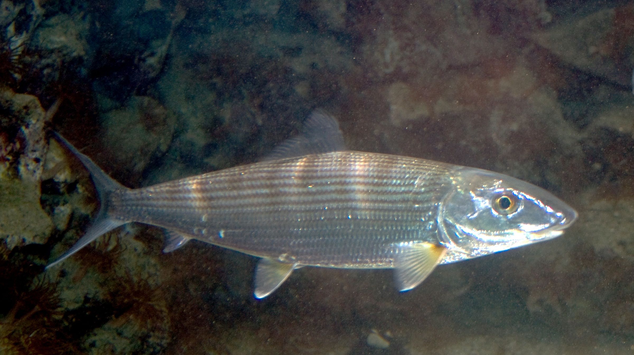 Silver bonefish swimming over a rocky bottom