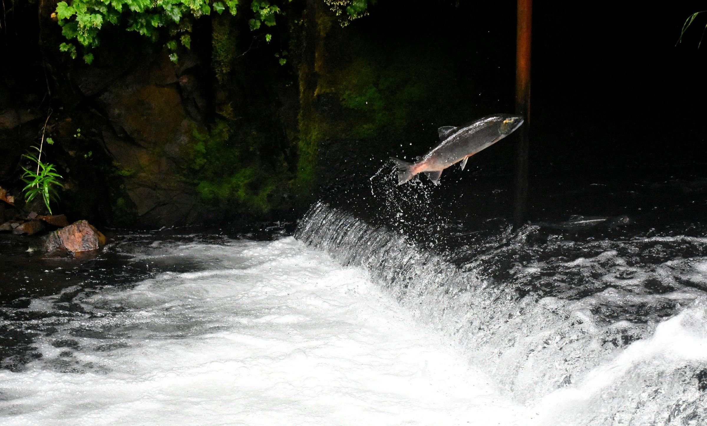 Salmon leaping up white water on a run upstream