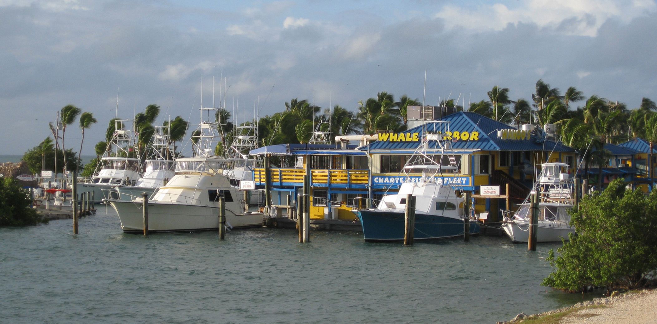 Charter fishing boats with tuna towers tied up at Whale Harbor Marina in Islamorada, lined with palm trees