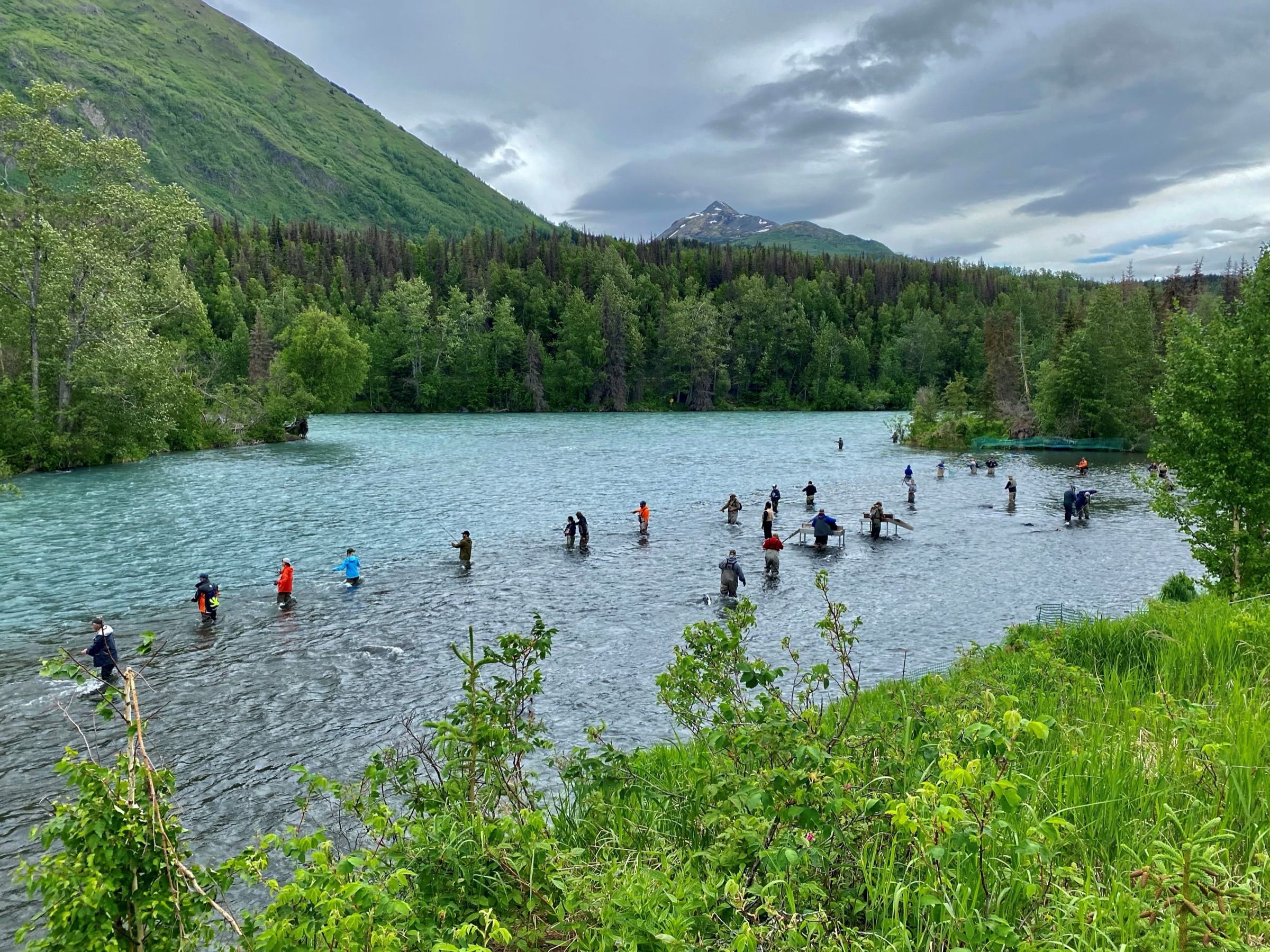 Anglers wading the Russian River near its confluence with the Kenai River in summer salmon season, with mountains behind