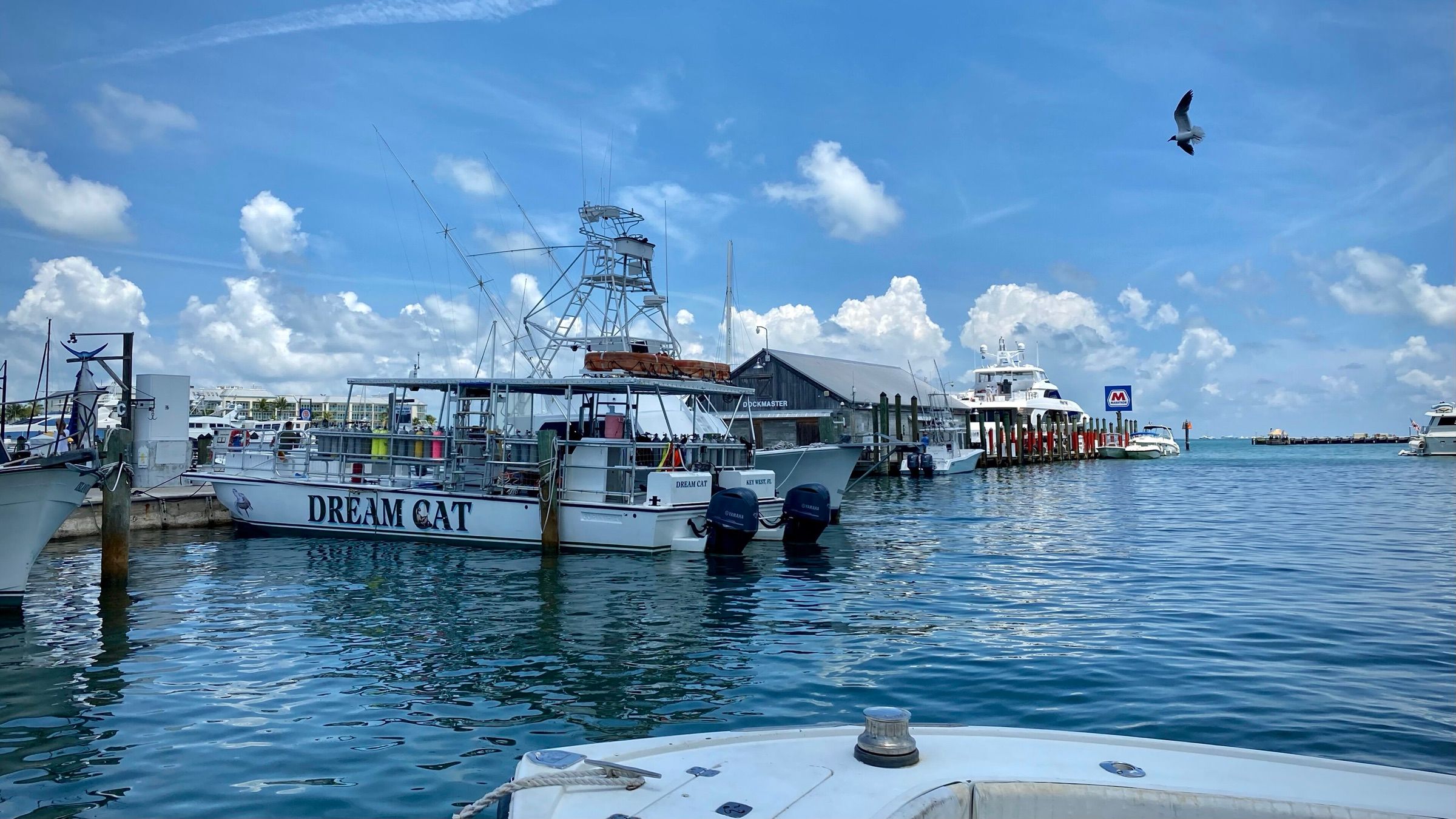 Charter fishing boats tied up at Key West Bight Marina under a blue sky
