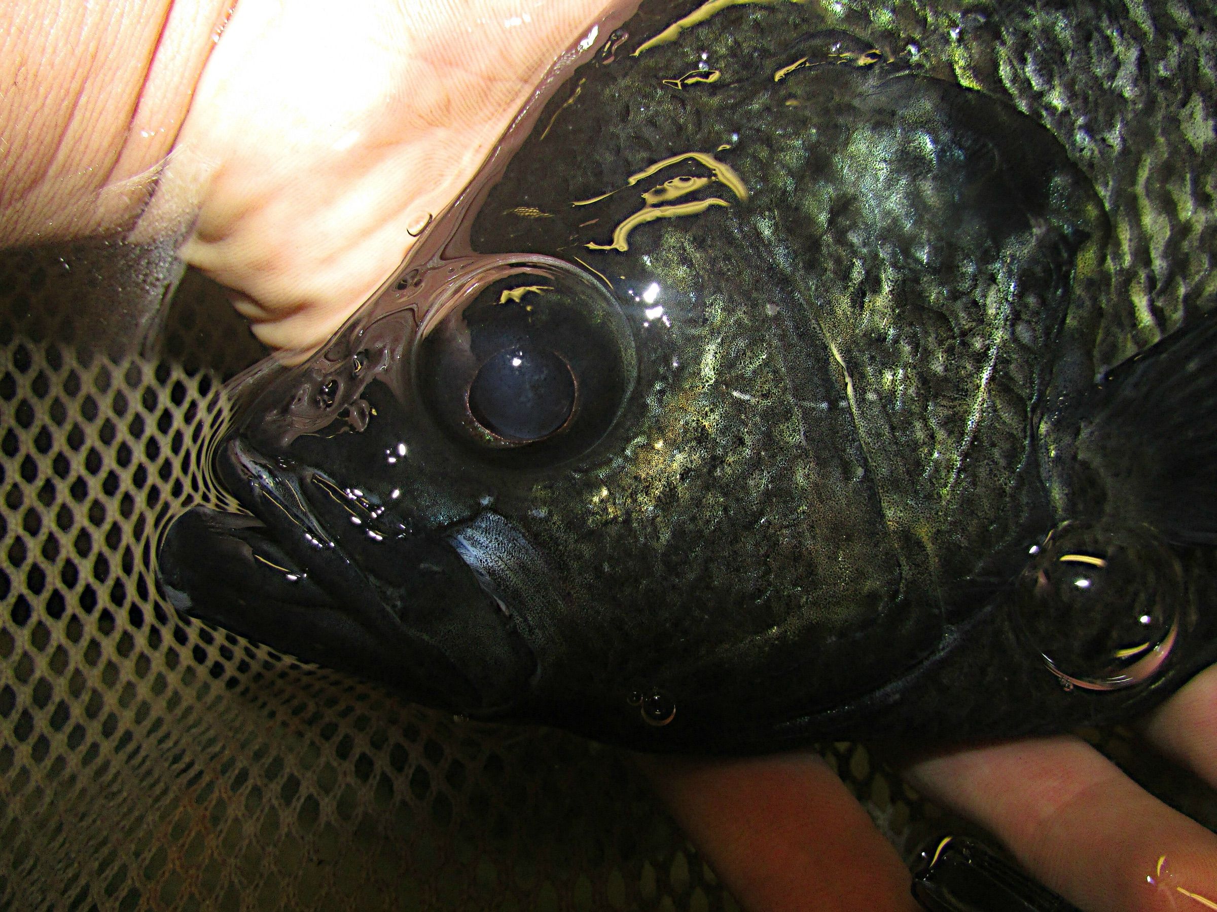 Male black crappie in dark pre-spawn colors held over a landing net