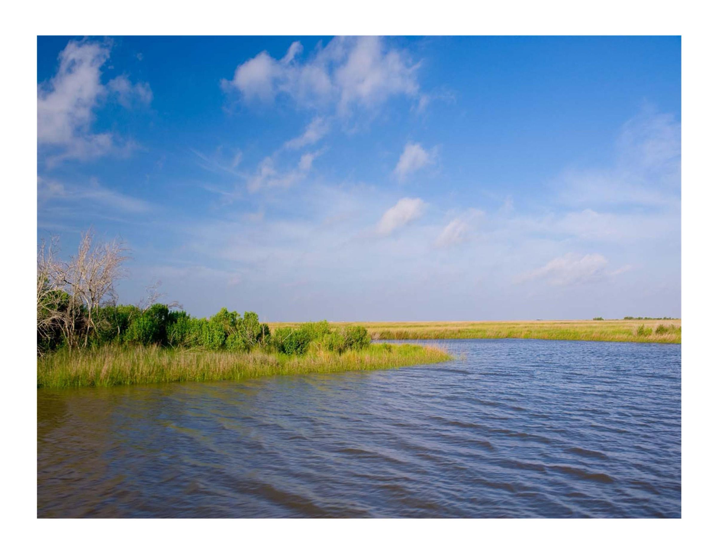 Coastal marsh grass along open water on a sunny day in Louisiana
