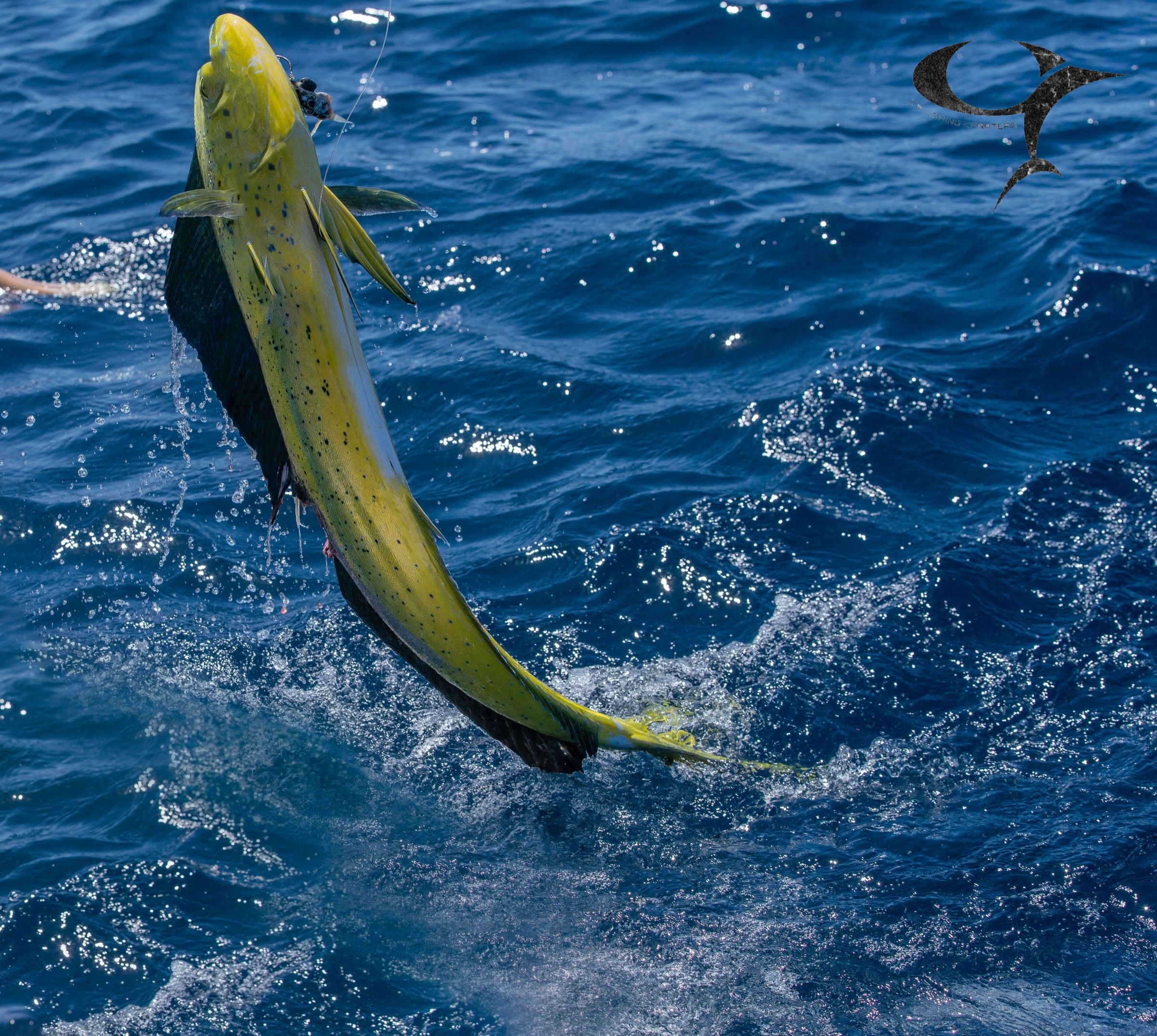 Bright green and gold mahi-mahi leaping beside a boat on blue water