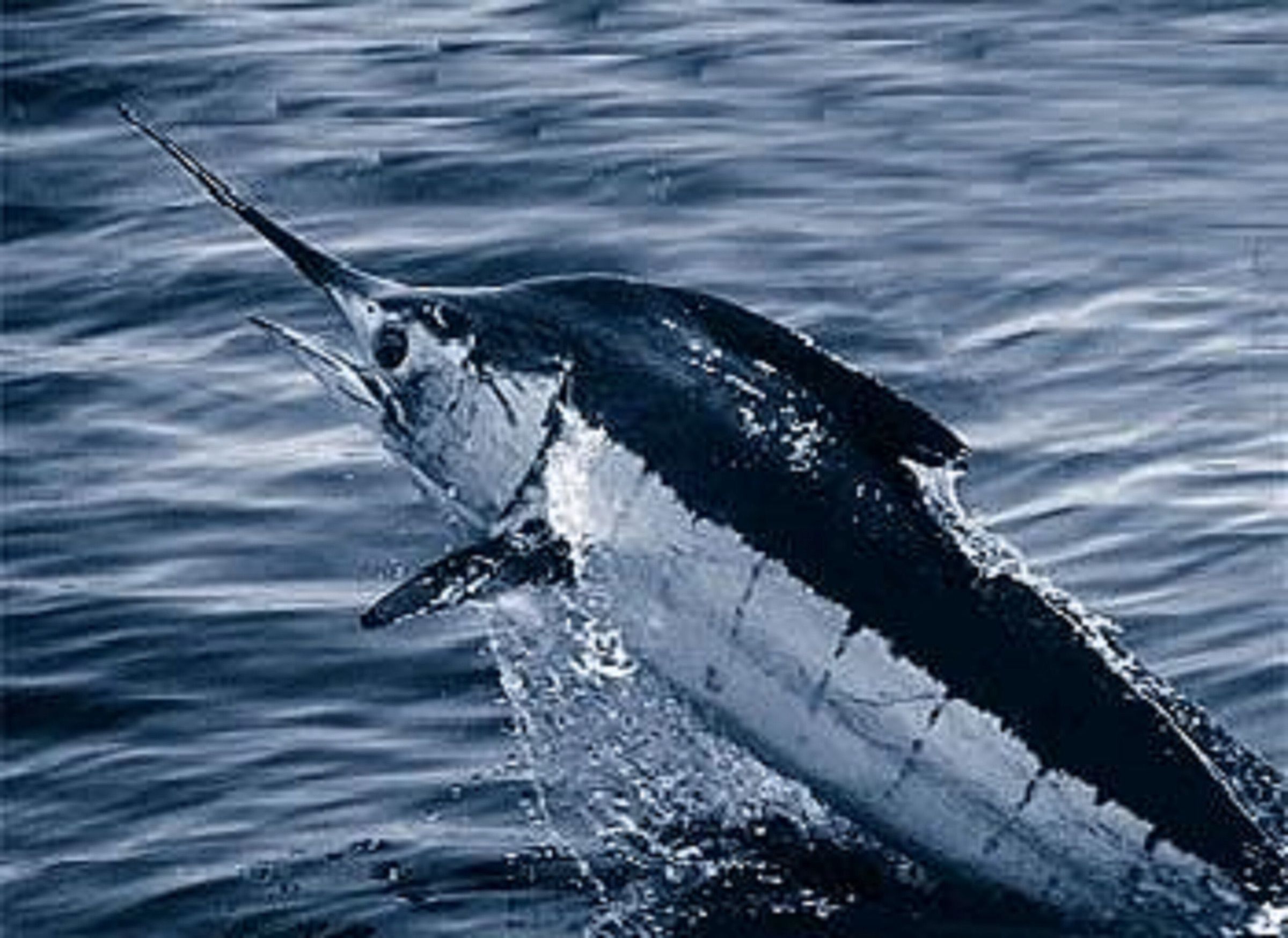 Atlantic blue marlin leaping from the ocean surface