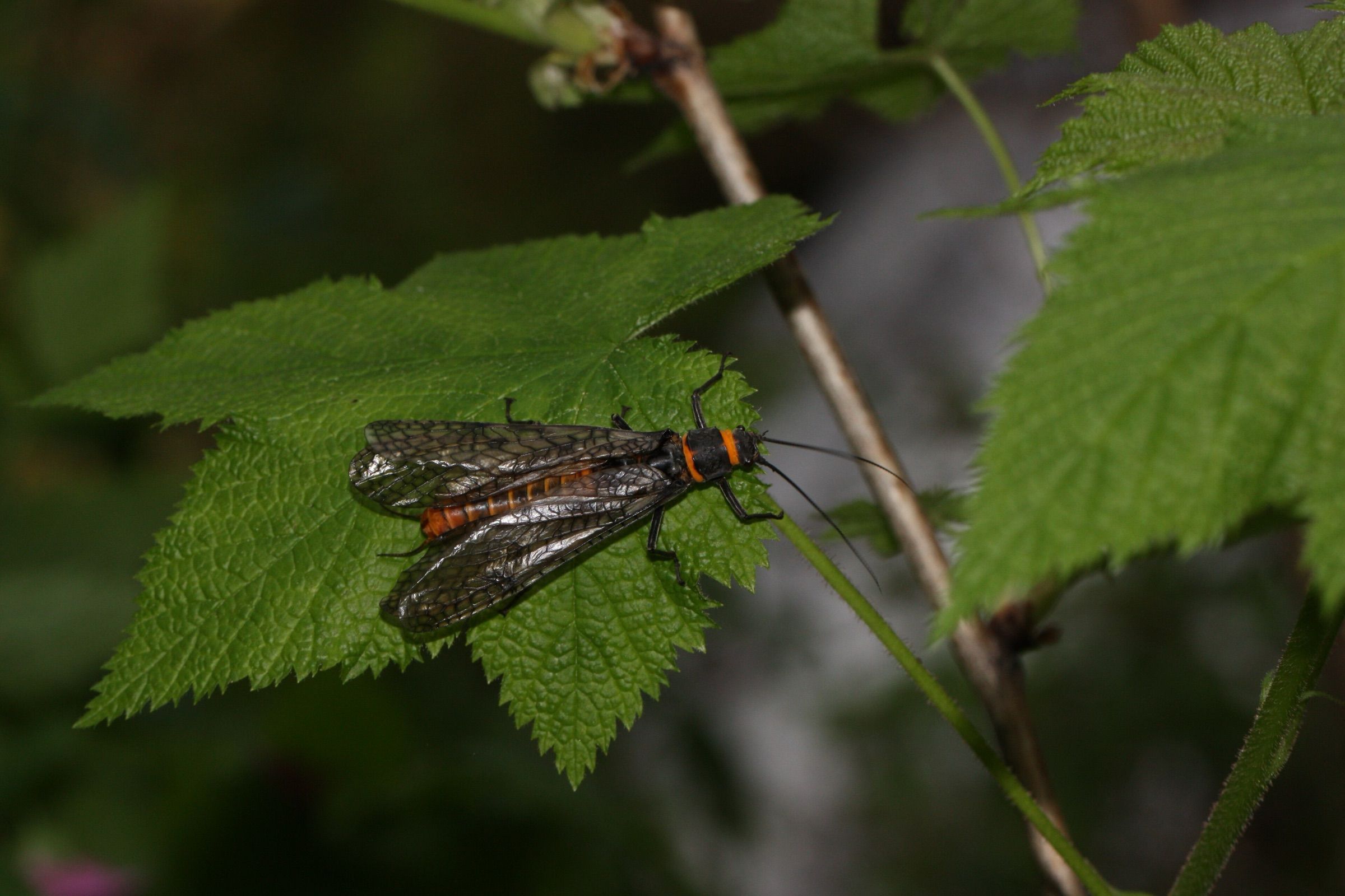 Adult salmonfly with orange body markings resting on a thimbleberry leaf