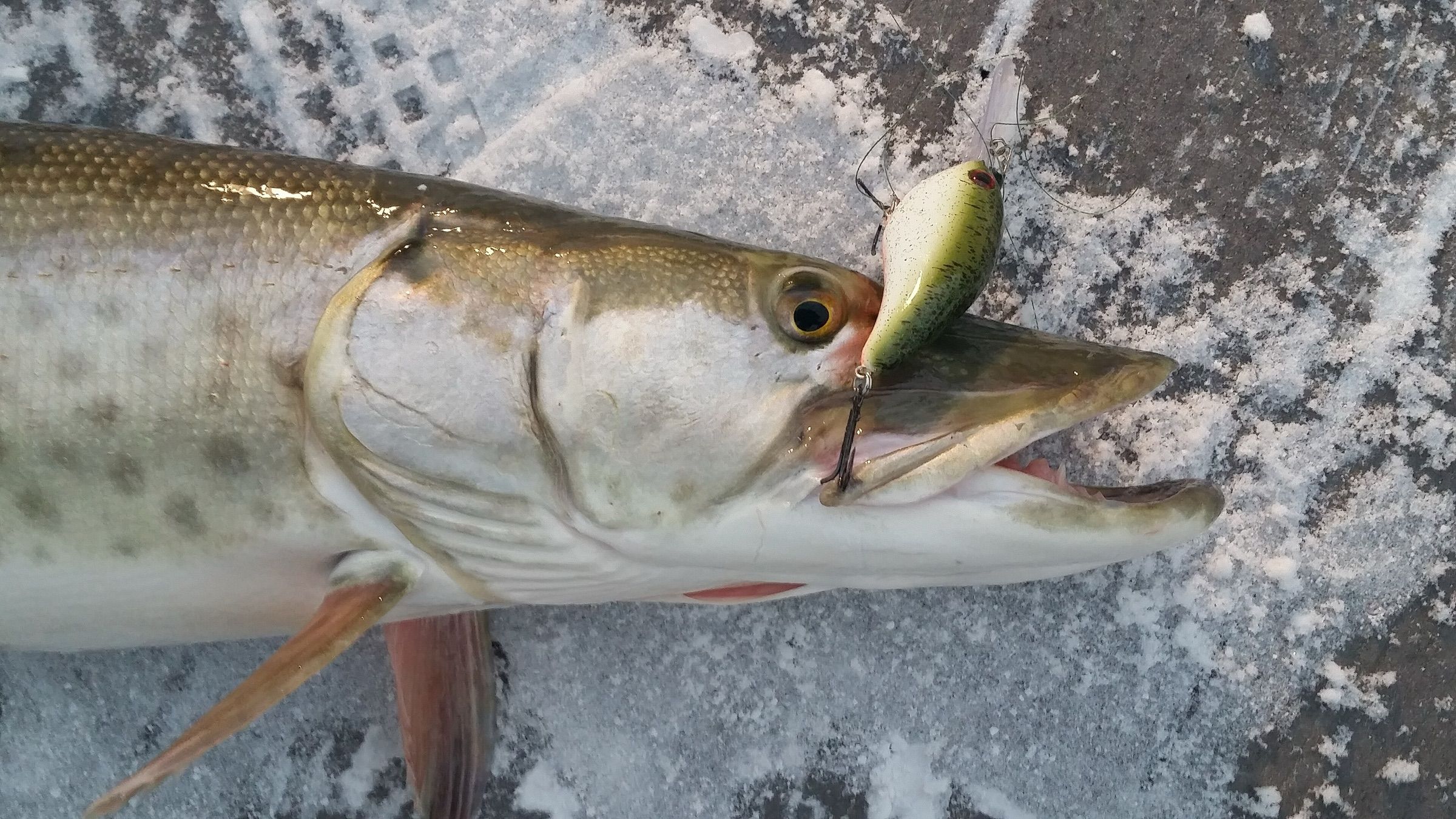 Spotted muskellunge with a lure in its jaw laid on winter ice