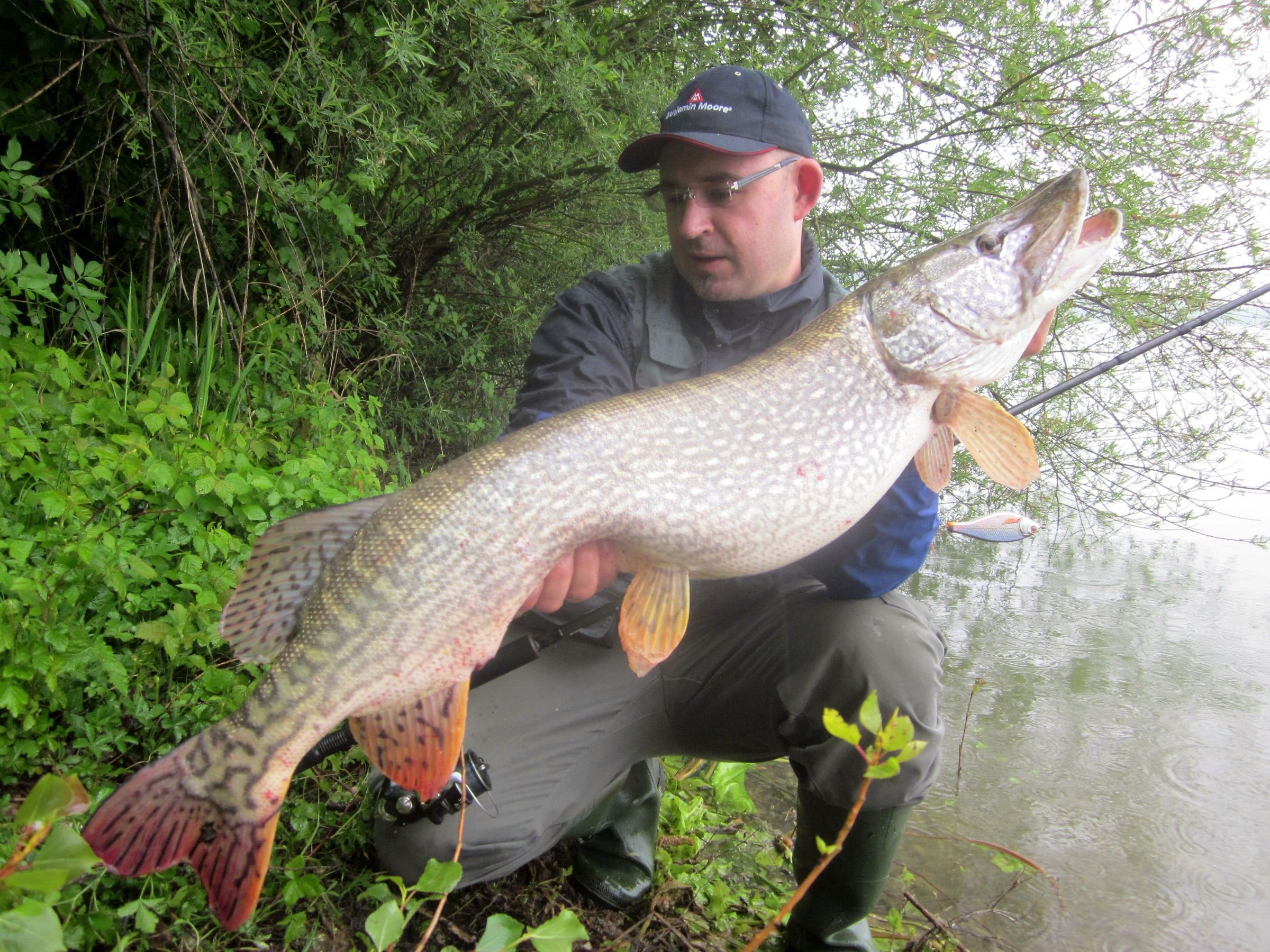 Angler kneeling with a large northern pike caught on a lure