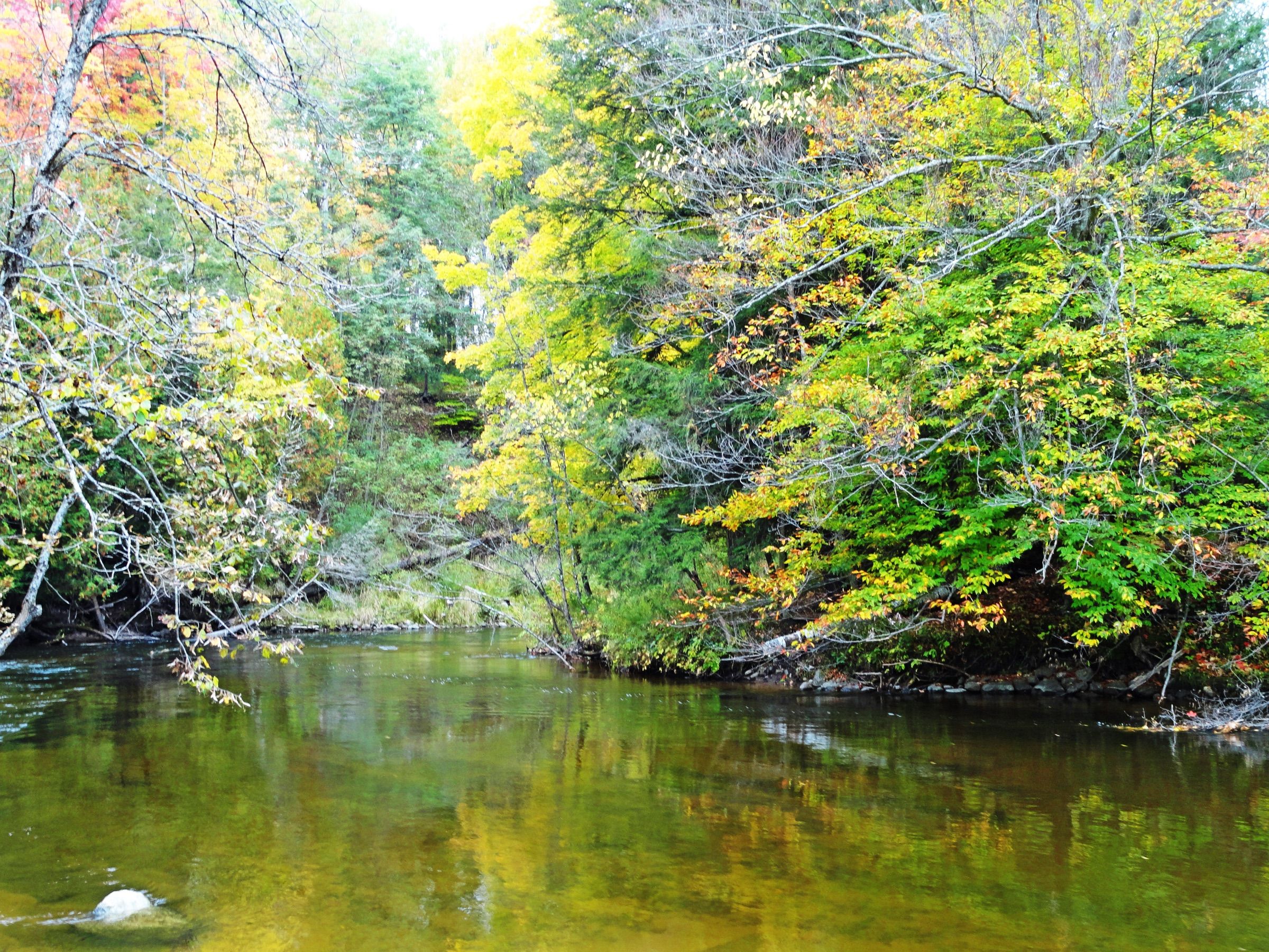 Clear, slow water on the Pere Marquette River under early fall color at the Sulak access