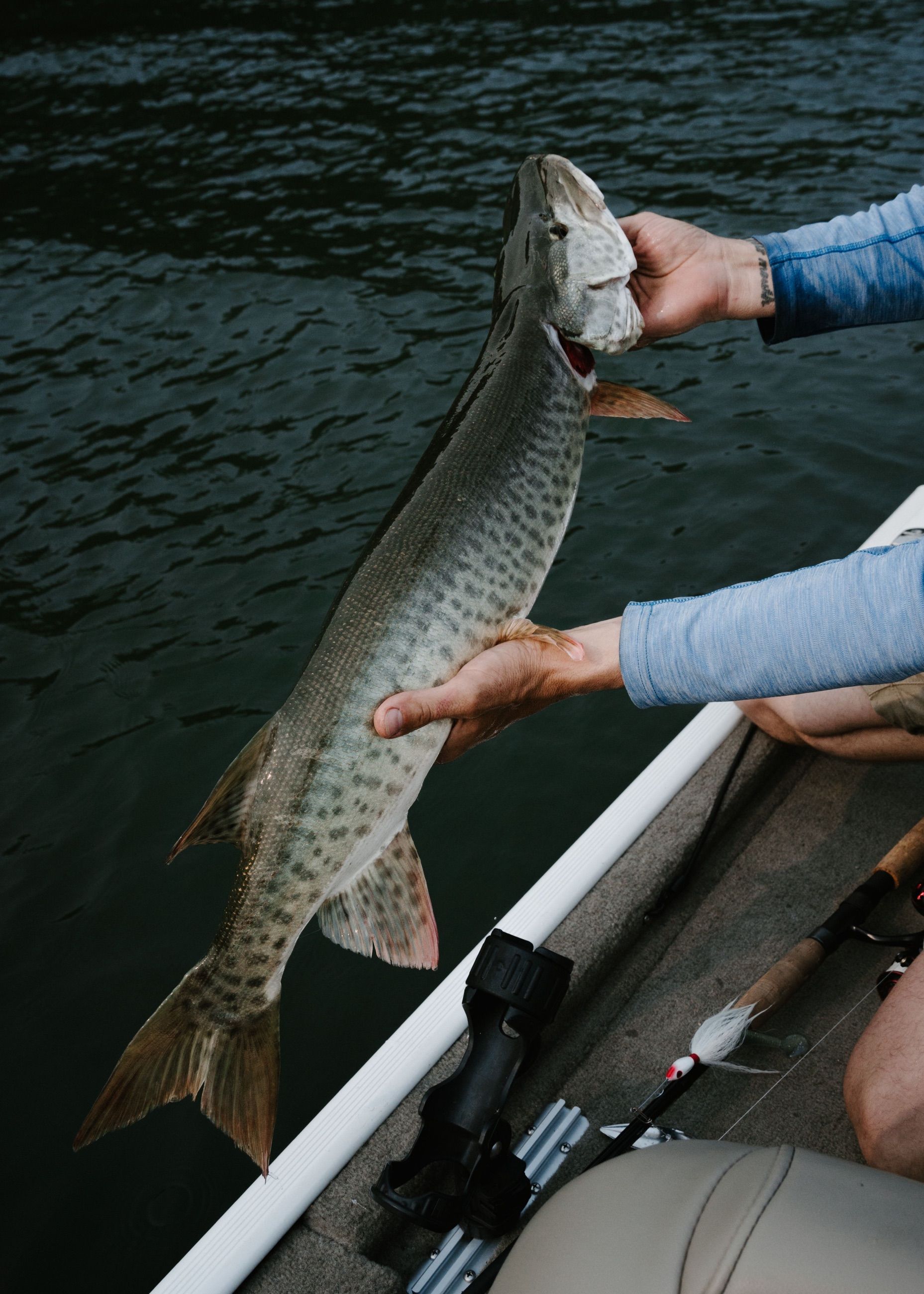 Angler holding a pike over the side of a boat before releasing it