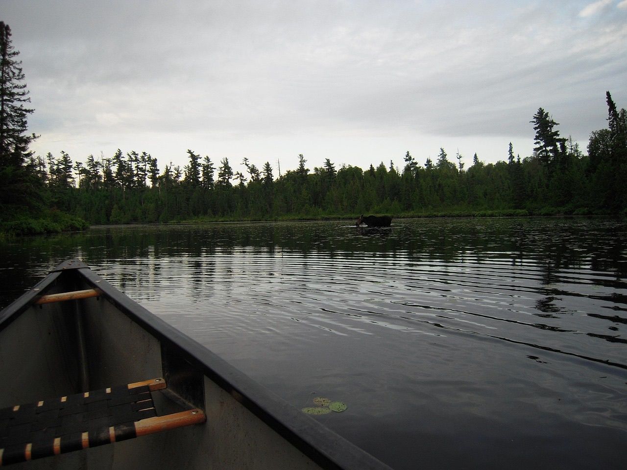 View from the bow of a canoe on a still wilderness lake with a moose wading across the water ahead