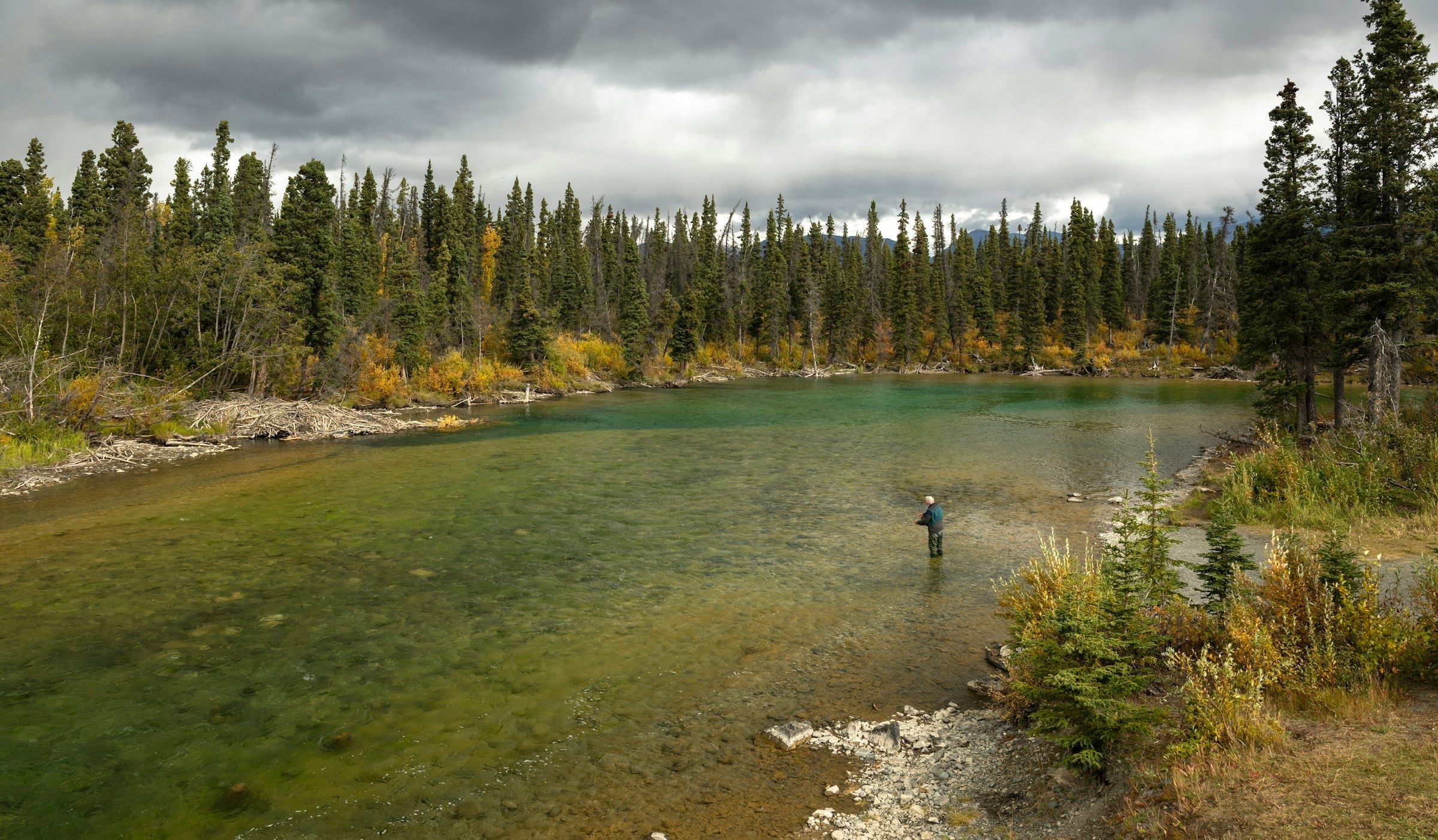 Fly angler wading a clear green river edged by spruce and early fall colour