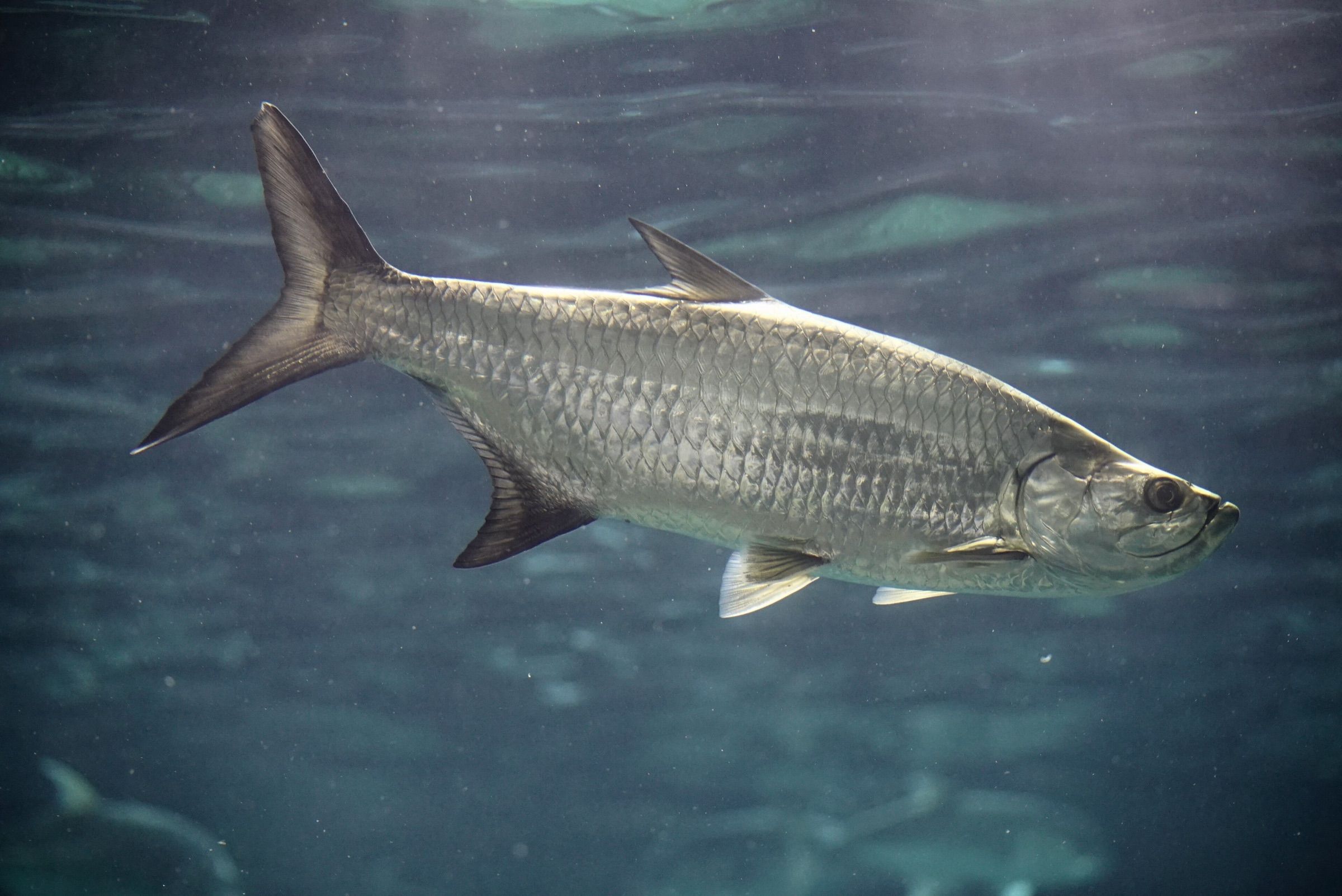 Silver Atlantic tarpon swimming in blue water