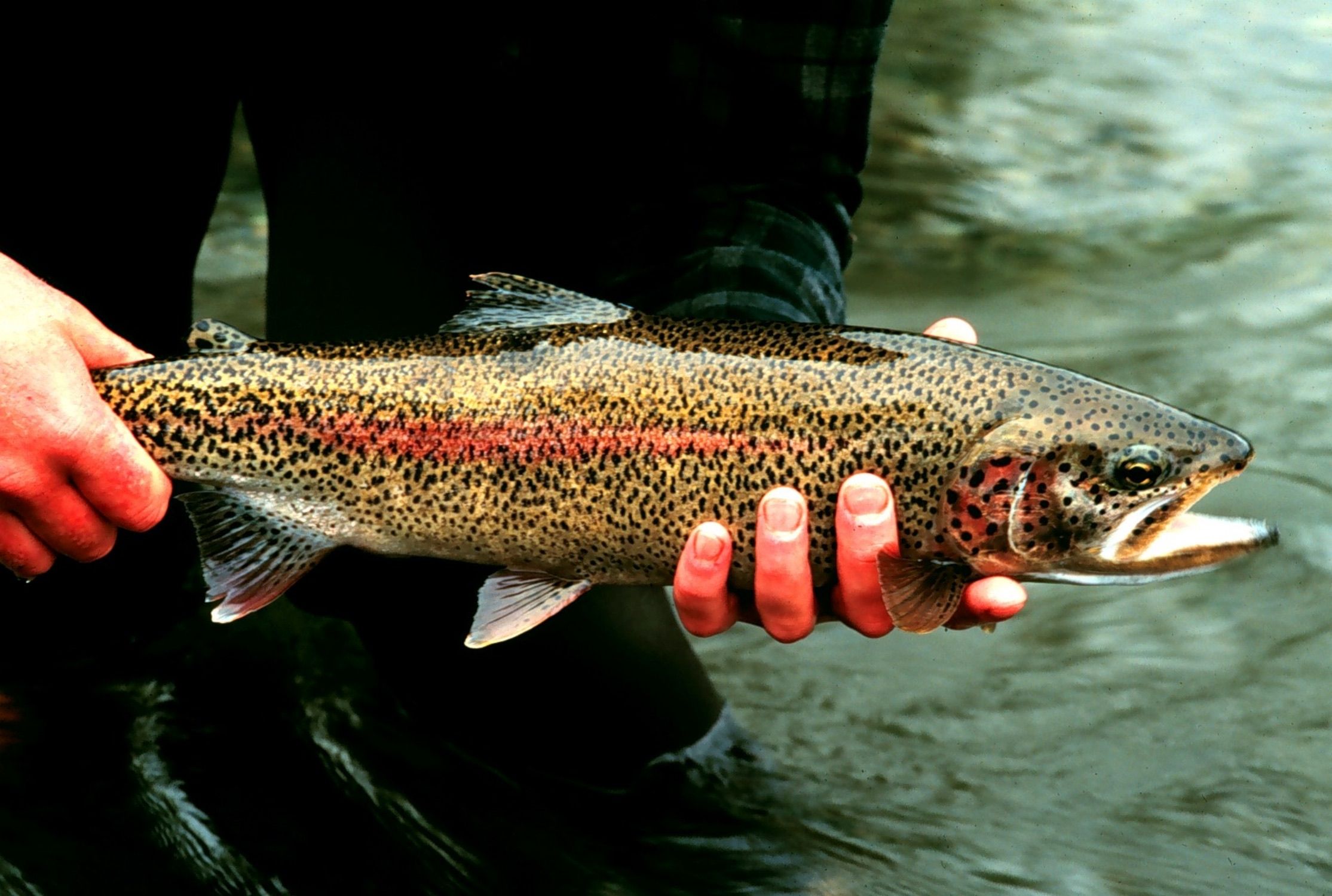 Wildlife biologist holding a rainbow trout above the water at Gechiak Creek