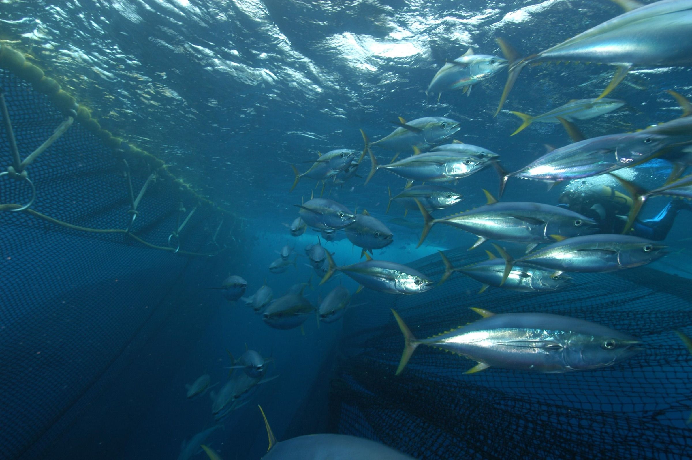 School of yellowfin tuna swimming underwater beside a seine net