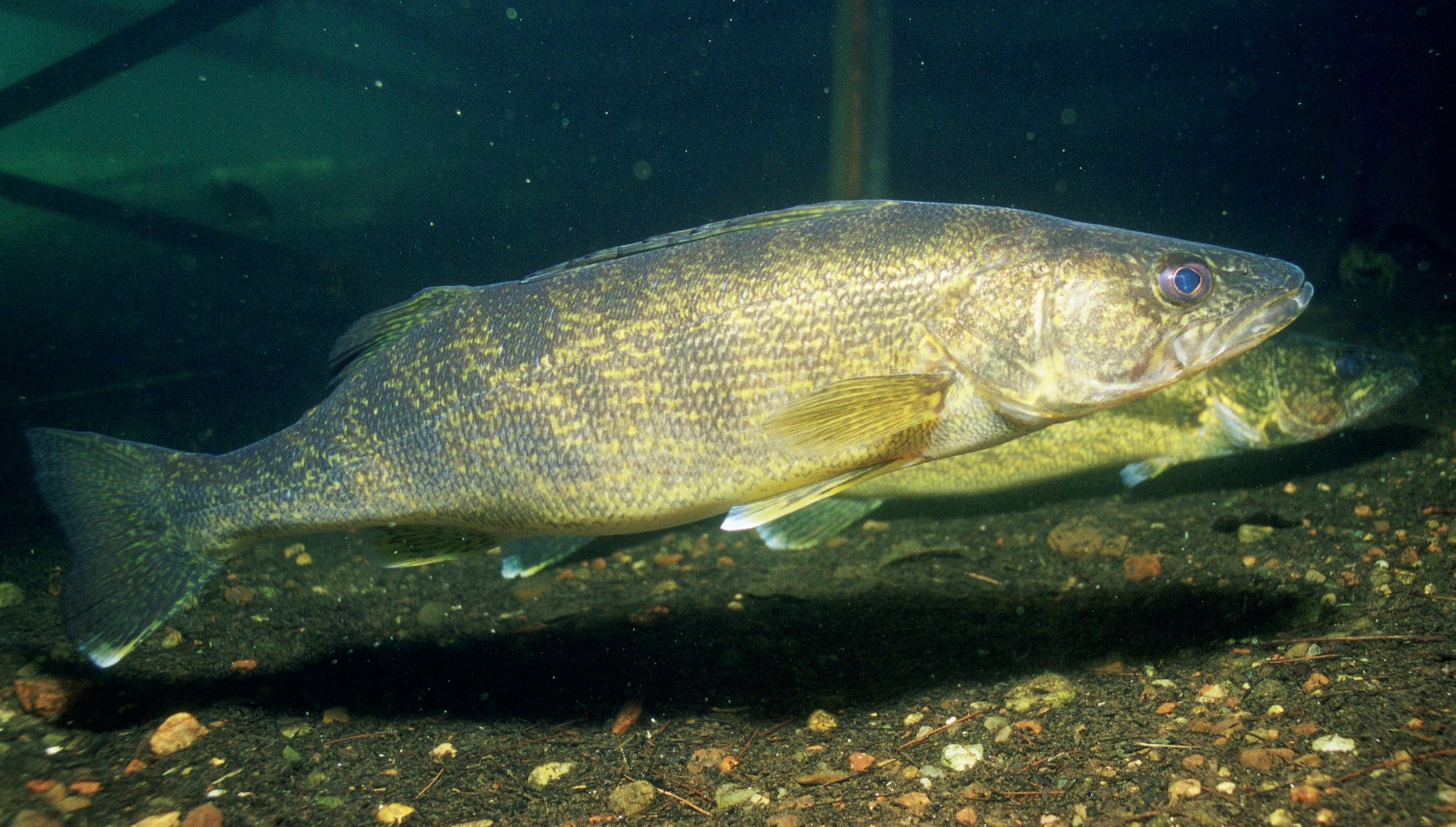 Walleye swimming close to a gravel bottom